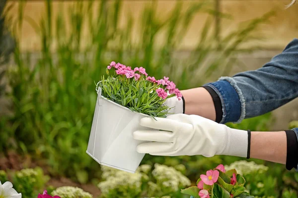 Mãos Luvas Com Uma Cavar Terra Para Plantar Flores Bonitos — Fotografia de Stock