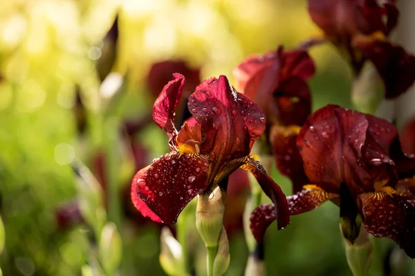 Burgunder Dunkle Iris Blüht Regentropfen Garten Frühlingssommergarten — Stockfoto