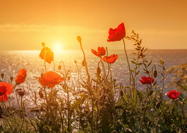 Blossom of red poppies on the seashore at dawn. The sun rising from the sea.