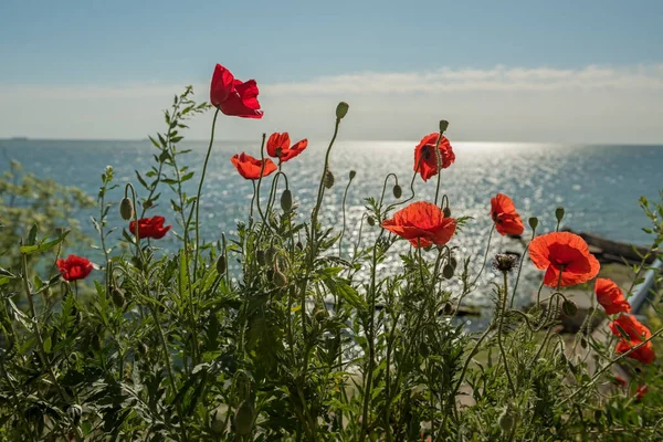 Papaveri Rossi Fiore Sulla Riva Del Mare — Foto Stock