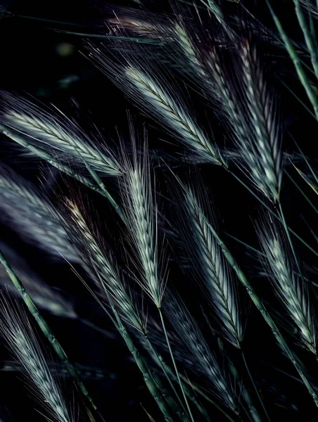 Ears of grass. Natural natural composition. dark photo.
