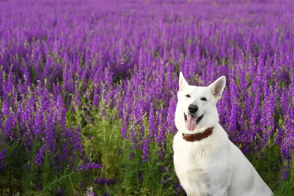 Bílý Pes Pastýř Bujném Kvetoucím Poli Šeříkovými Květy — Stock fotografie