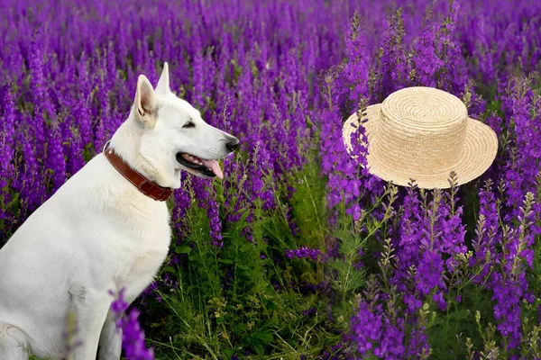 长满紫丁香花的繁茂田野上的白狗牧羊人 — 图库照片