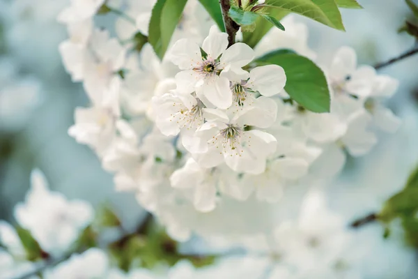 Lush Flowering Cherry Tree Garden White Delicate Cherry Flowers Floral — Stock Photo, Image