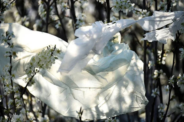 Pollution Environnement Tranches Cellophane Sur Les Buissons Cerisier Fleurs — Photo