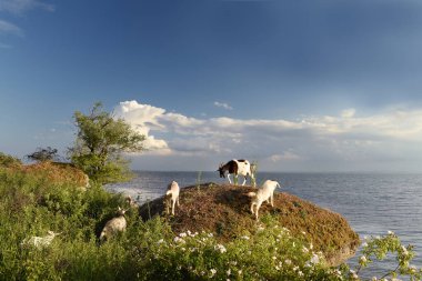 Keçiler deniz kıyısında çiçek açan gül kalçalarıyla kayalık bir sahilde otluyor..