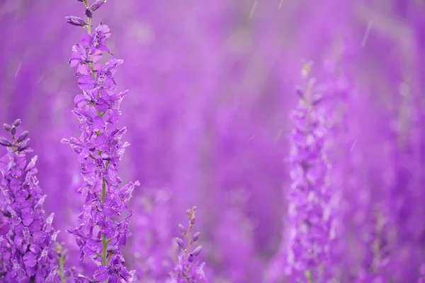 春田里的紫丁香花瓣 雨中滴在一起 — 图库照片