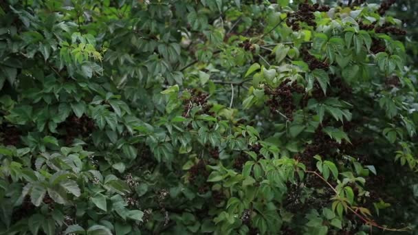 Figure d'ange comme symbole de chagrin au cimetière — Video