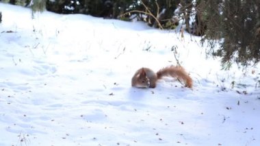 Kar kış orman içinde çalışan küçük sincap