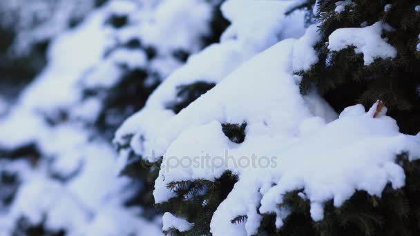 Jovem mulher andando na floresta de neve — Vídeo de Stock