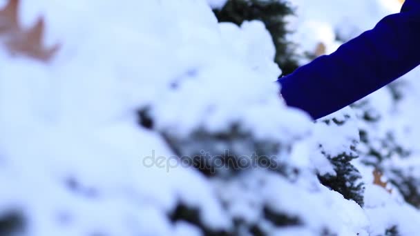 Mão feminina em luvas deslizando em árvores nevadas — Vídeo de Stock