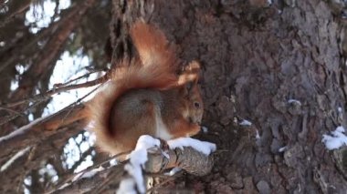 Çam dalında kırmızı sincap kışın fındık yiyor.