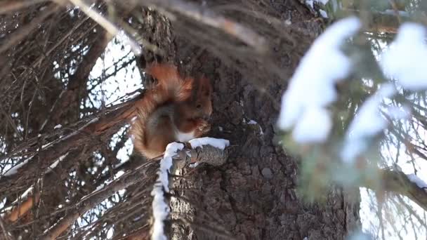 Wiewiórka ognistobrzucha jedzenie nasion drzewa sosnowego w zimie — Wideo stockowe
