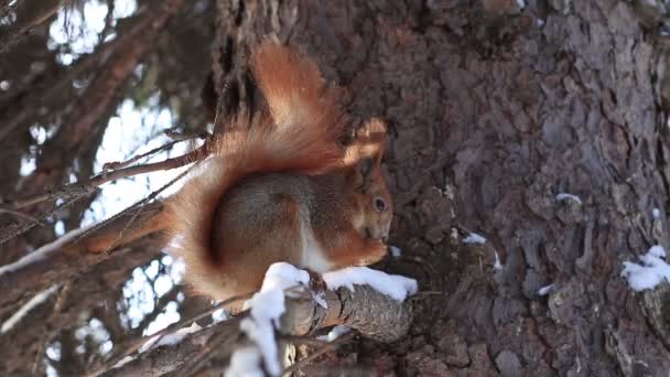 Ardilla roja en rama de pino comiendo nueces en invierno — Vídeo de stock