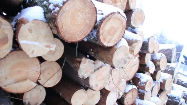 Madera aserrada de troncos nevados en invierno. Madera de pino — Vídeo de stock