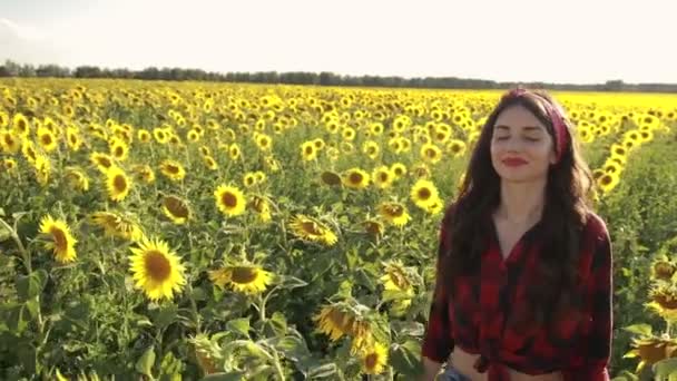 Sensual brunette girl walking in sunflower field — Stock Video