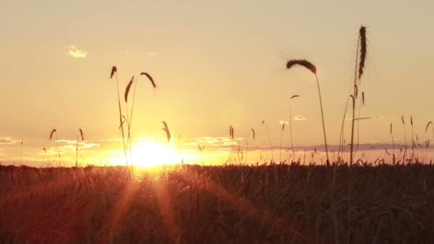 Kleurrijke zonsondergang over gouden tarweveld in de zomer — Stockvideo