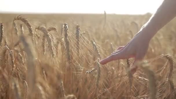 Female hand touching wheat spikes at sunset light — Stock Video