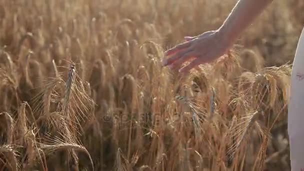 Mujeres mano tocando espigas de trigo dorado — Vídeos de Stock
