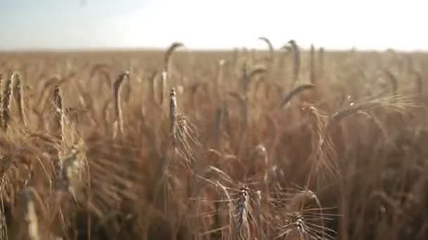 Goudkorenveld op zonnige dag — Stockvideo