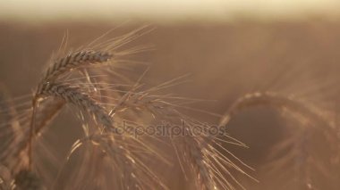 Gün batımı ışık altın buğday olgunlaşmış sivri