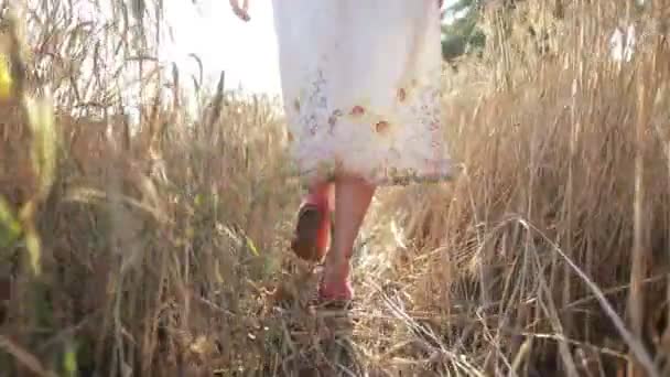 Mujer despreocupada caminando en campo de trigo maduro — Vídeos de Stock