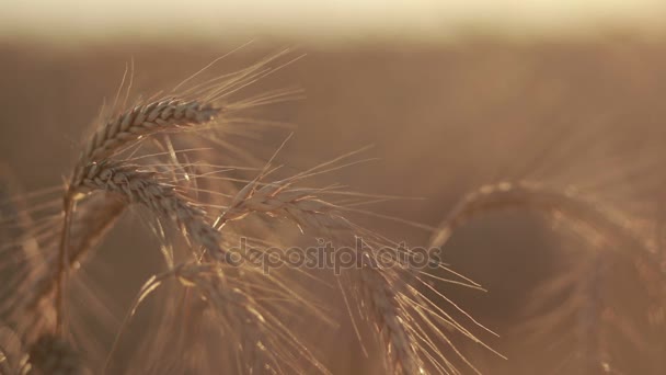 Reife Ähren aus goldenem Weizen im Sonnenuntergang — Stockvideo