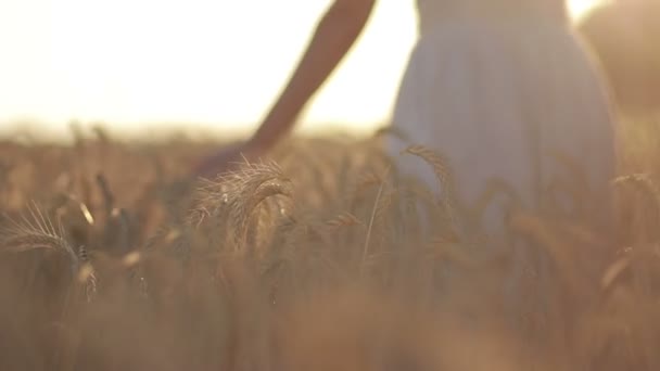 Silueta de mujer en campo de trigo en luz del atardecer — Vídeo de stock
