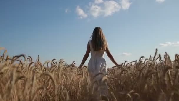 Девушка с распростертыми руками ходит по пшеничному полю — стоковое видео