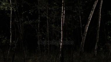 Orman geceleri çalışan korkmuş kadın