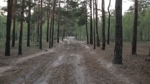 Obszarów wiejskich polną drogą wśród sosnowego lasu w lecie — Wideo stockowe