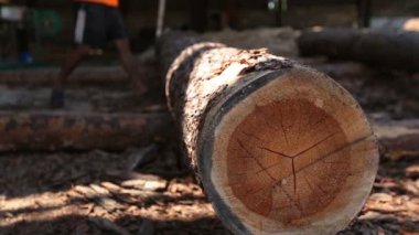 Masif ahşap gövde kereste fabrikası haddeleme