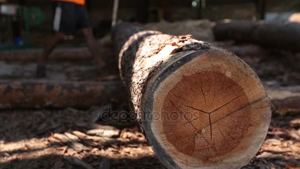 Tronco de madeira maciça rolando na serraria — Vídeo de Stock