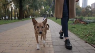 Sonbahar Park'ta yürüyordunuz sahibi ile şirin köpek yavrusu