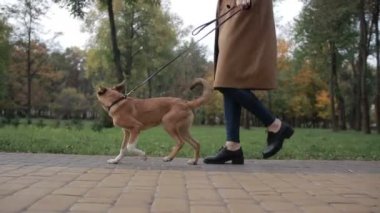 Low view of anonymous woman walking a dog in park