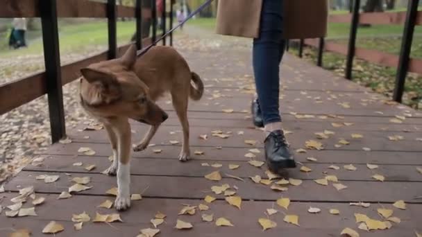Mujer con lindo perro caminando en el puente en el parque — Vídeos de Stock