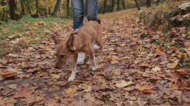 Sevimli köpek yavrusu sonbahar Park onun sahibi ile