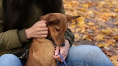 Kadın onun sevimli köpek sonbahar parkta yavaşça okşama
