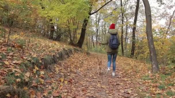 Chica hipster de moda paseando al perro en el parque de otoño — Vídeo de stock