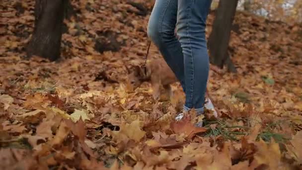 Hipster dziewczyna biorąc psa na spacer w jesieni — Wideo stockowe