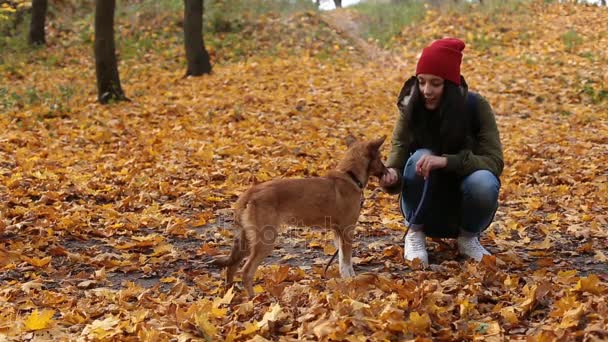 Young woman feeding cute dog in autumn park — Stock Video