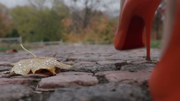 Elegante vrouwelijke benen weglopen in herfst park — Stockvideo