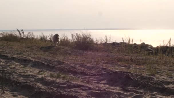 Милий активний лабрадор працює на піску морського узбережжя — стокове відео