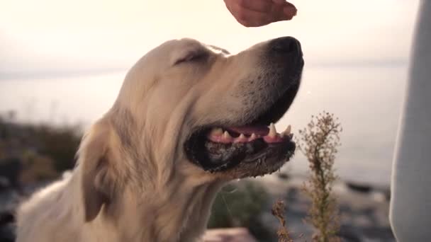Labrador köpeği dişi evcil hayvan sahibini okşuyor. — Stok video