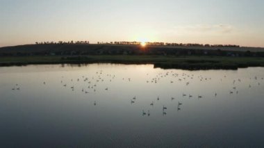 Gün batımında kuğularla birlikte su baskını manzarası