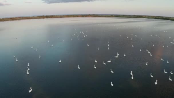 Su baskını altındaki göldeki beyaz kuğuların drone görüntüleri. — Stok video