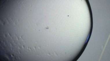 Dondurucu damlasında embriyonun makro atışı.