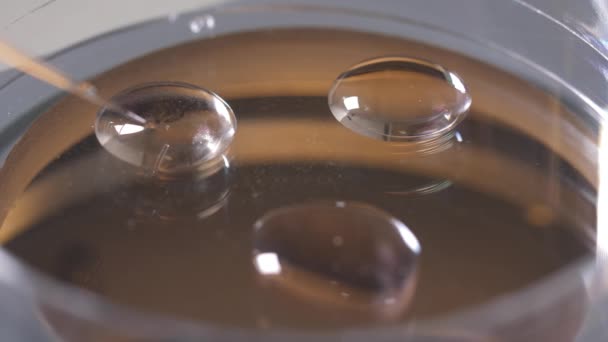 Proces van het plaatsen van embryo 's in cryoprotectant druppels — Stockvideo