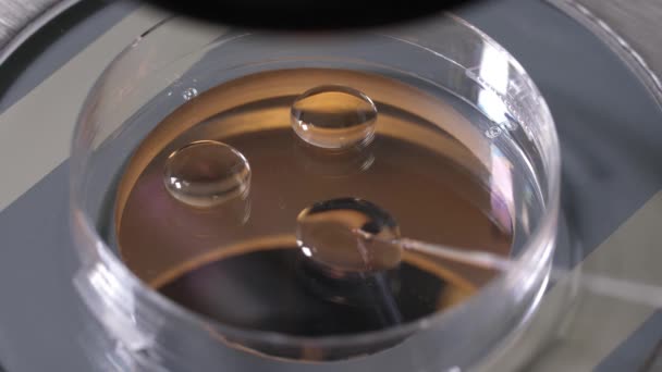 Микробиолог помещает эмбрионы в криопротекторы — стоковое видео