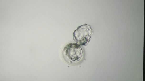 Macro-abattage d'embryons lors de manipulations en laboratoire 